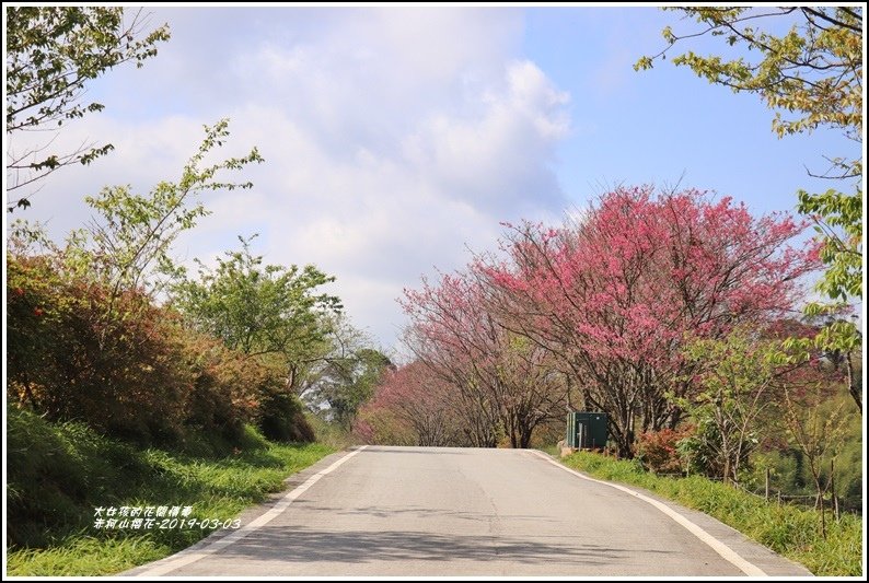 赤柯山櫻花-2019-03-96.jpg