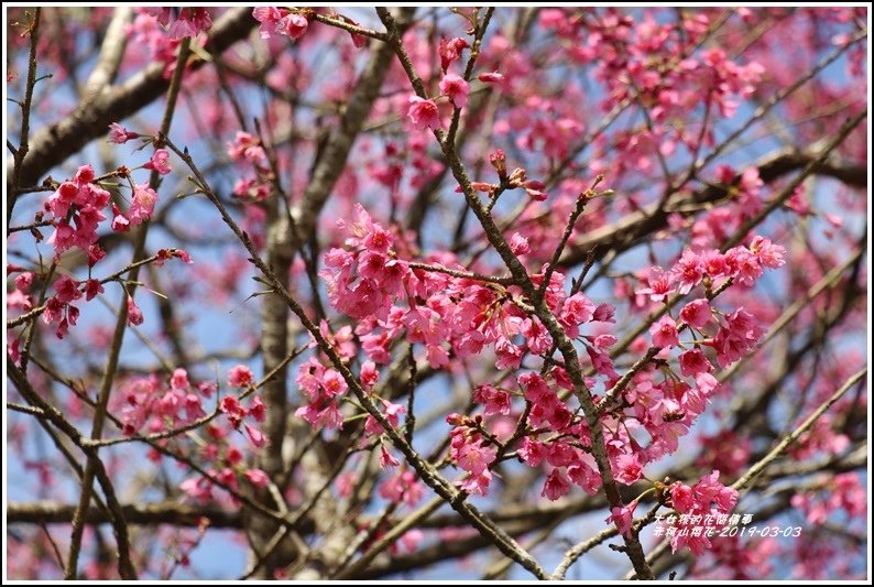 赤柯山櫻花-2019-03-102.jpg