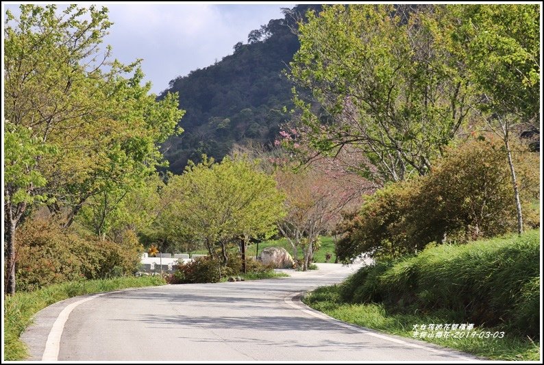 赤柯山櫻花-2019-03-104.jpg