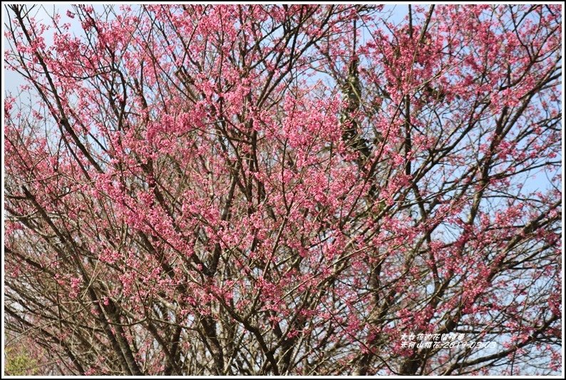 赤柯山櫻花-2019-03-106.jpg