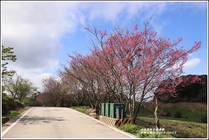 赤柯山櫻花-2019-03-108.jpg