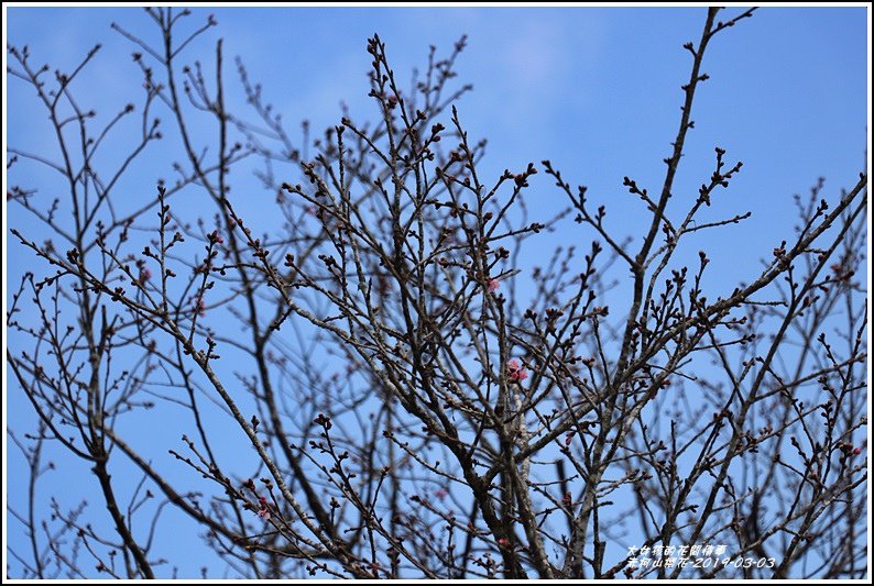 赤柯山櫻花-2019-03-109.jpg