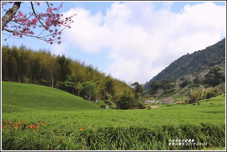 赤柯山櫻花-2019-03-115.jpg