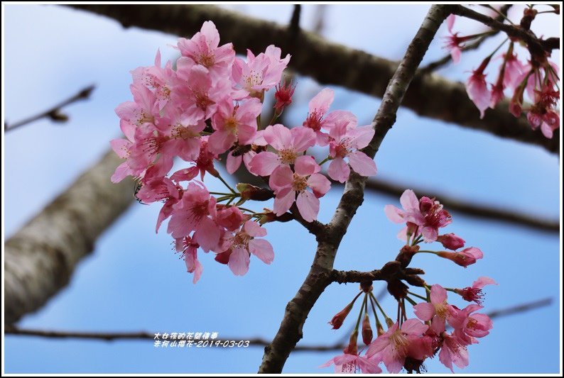 赤柯山櫻花-2019-03-116.jpg