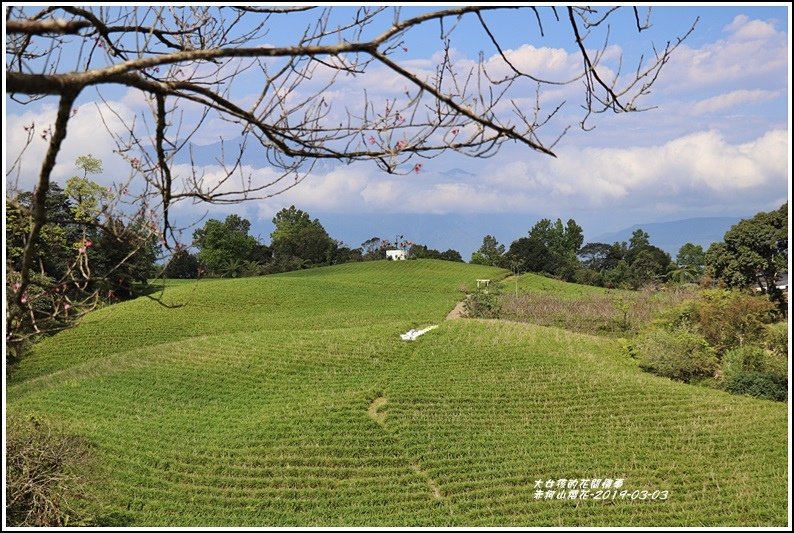 赤柯山櫻花-2019-03-120.jpg