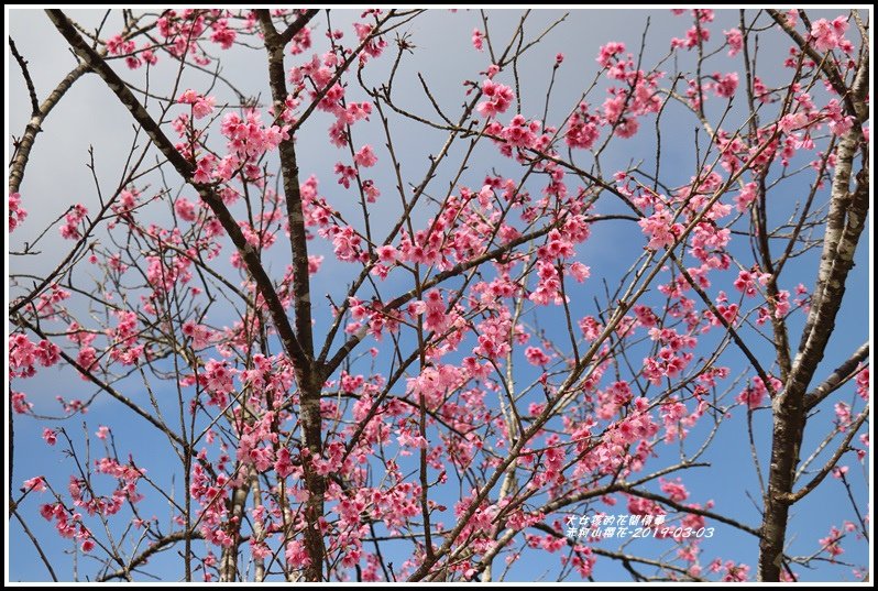 赤柯山櫻花-2019-03-124.jpg