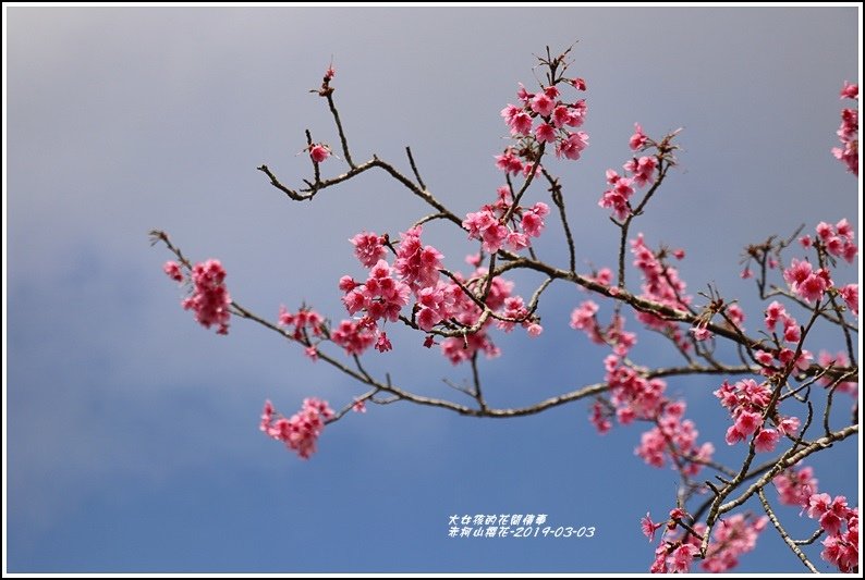 赤柯山櫻花-2019-03-126.jpg