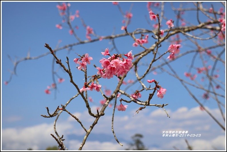 赤柯山櫻花-2019-03-128.jpg