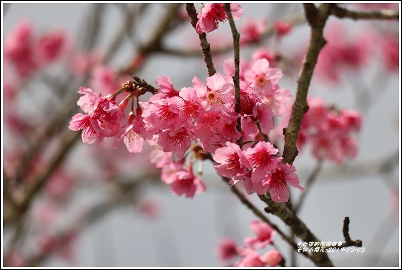 赤柯山櫻花-2019-03-130.jpg