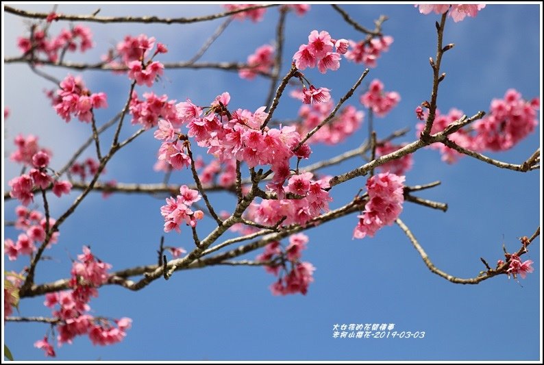 赤柯山櫻花-2019-03-131.jpg