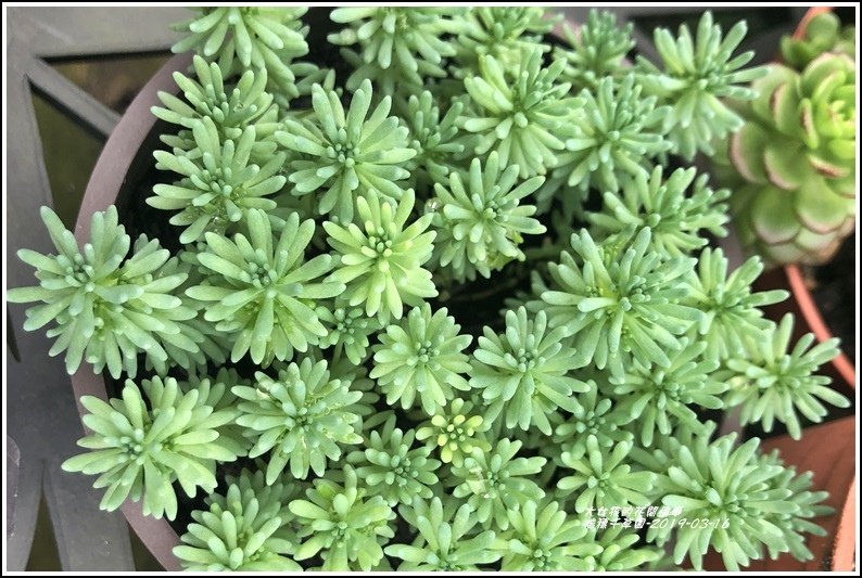 瑞穗千蘭園多肉植物-2019-03-60.jpg