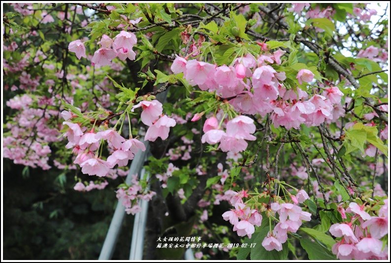 安永心會館停車場櫻花-2019-02-01.jpg