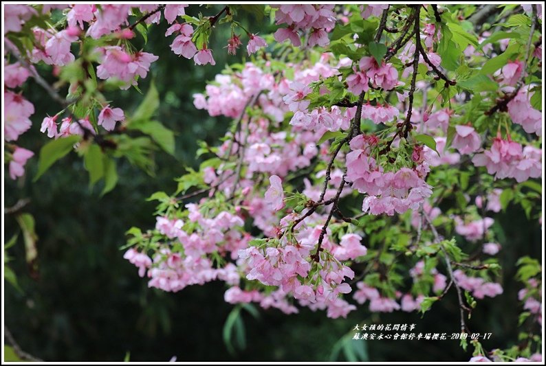 安永心會館停車場櫻花-2019-02-02.jpg