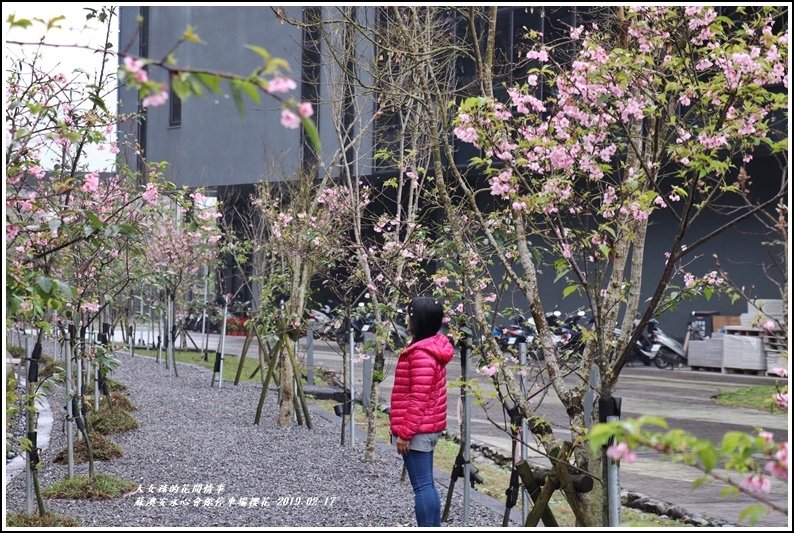 安永心會館停車場櫻花-2019-02-15.jpg