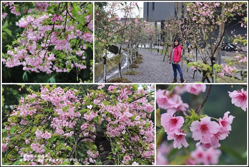 安永心會館停車場櫻花-2019-02-23.jpg