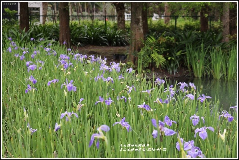 雲山水植物農場-2019-04-03.jpg