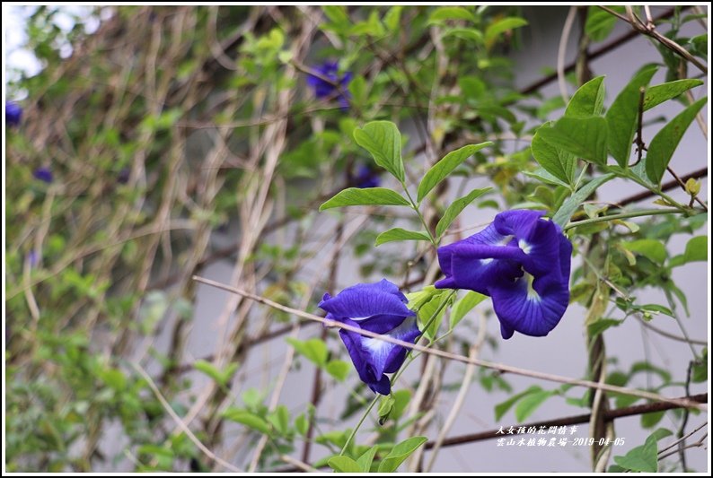 雲山水植物農場-2019-04-39.jpg