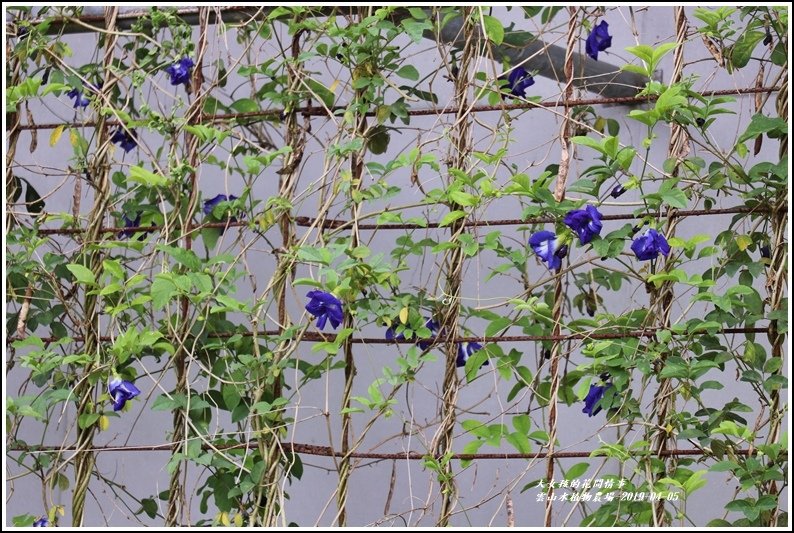 雲山水植物農場-2019-04-40.jpg