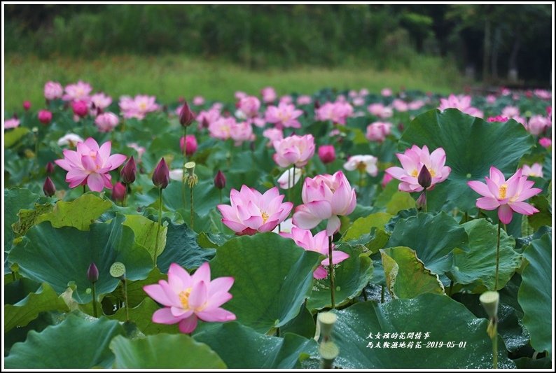 馬太鞍濕地荷花-2019-05-30.jpg