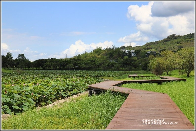 大坡池環湖步道-2019-05-46.jpg