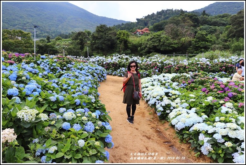 高家繡球花園(第二園)-2019-05-11.jpg