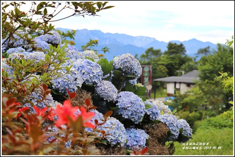 赤柯山繡球花-2019-06-10.jpg