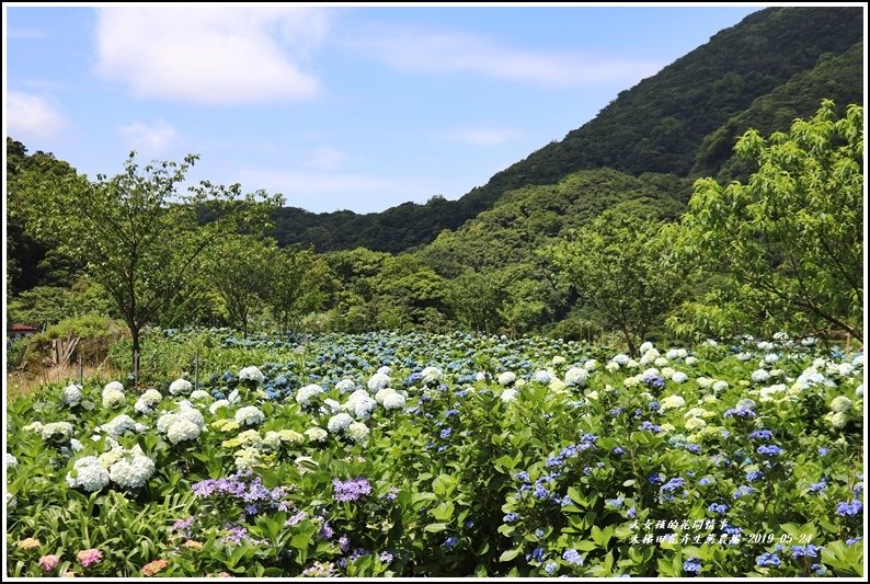 大梯田花卉生態農園-2019-05-01.jpg