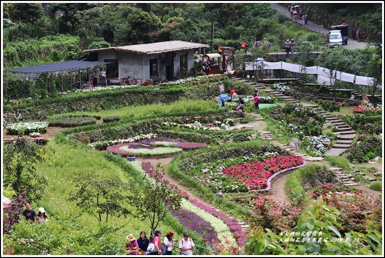 大梯田花卉生態農園-2019-05-015.jpg