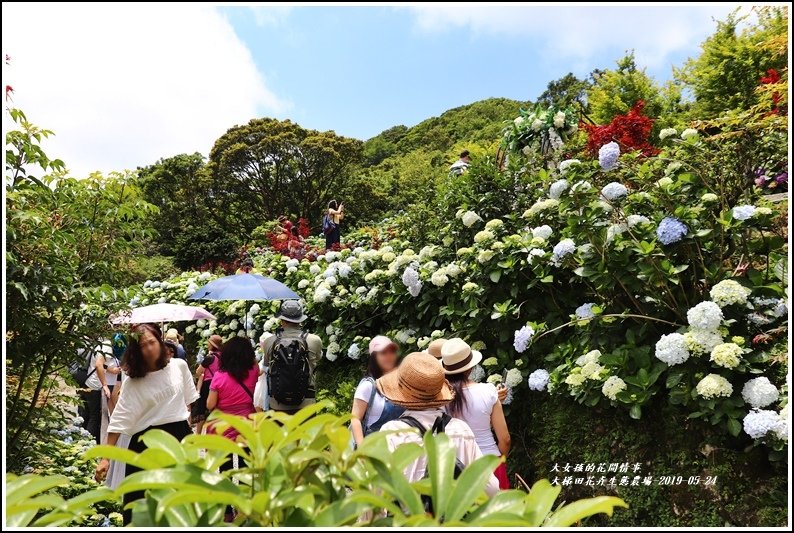 大梯田花卉生態農園-2019-05-030.jpg