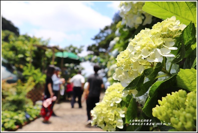 大梯田花卉生態農園-2019-05-036.jpg