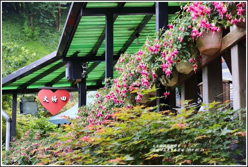 大梯田花卉生態農園-2019-05-039.jpg