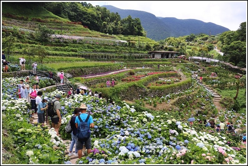 大梯田花卉生態農園-2019-05-048.jpg