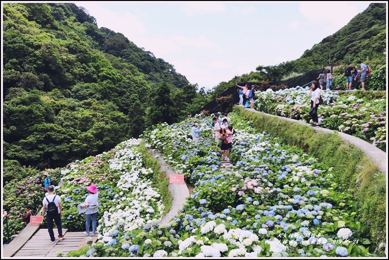 大梯田花卉生態農園-2019-05-049.jpg