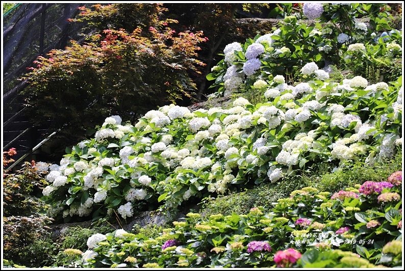 大梯田花卉生態農園-2019-05-059.jpg