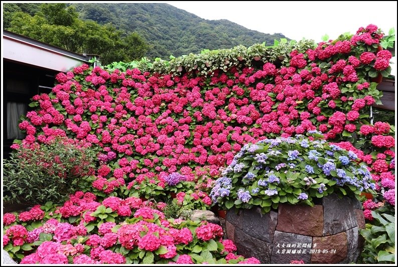 大賞園繡球花(竹子湖)-2019-05-07.jpg