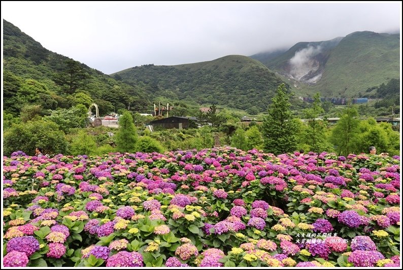 大賞園繡球花(竹子湖)-2019-05-45.jpg