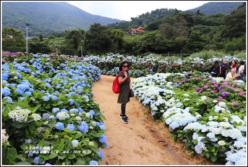 竹子湖高家繡球花(第二園區)-2019-05-42.jpg