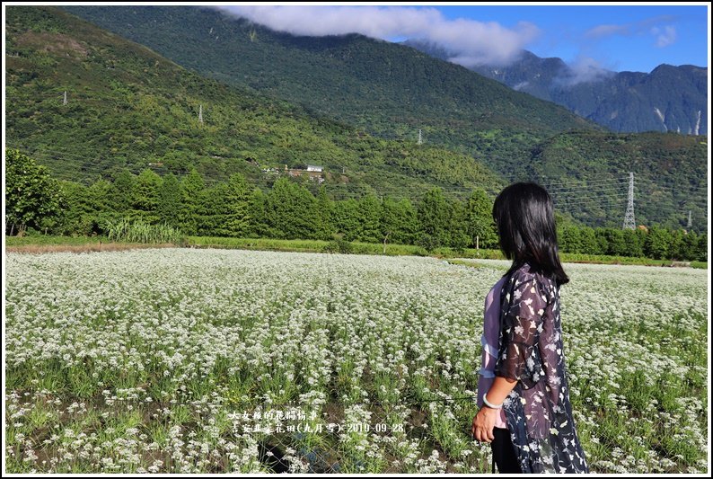 吉安韭菜花田(九月雪)-2019-09-17.jpg