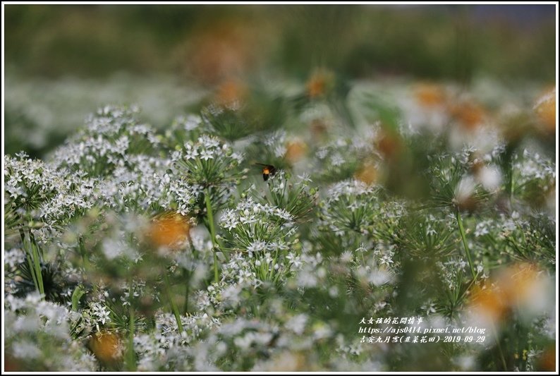 吉安九月雪(韭菜花田)-2019-09-08.jpg