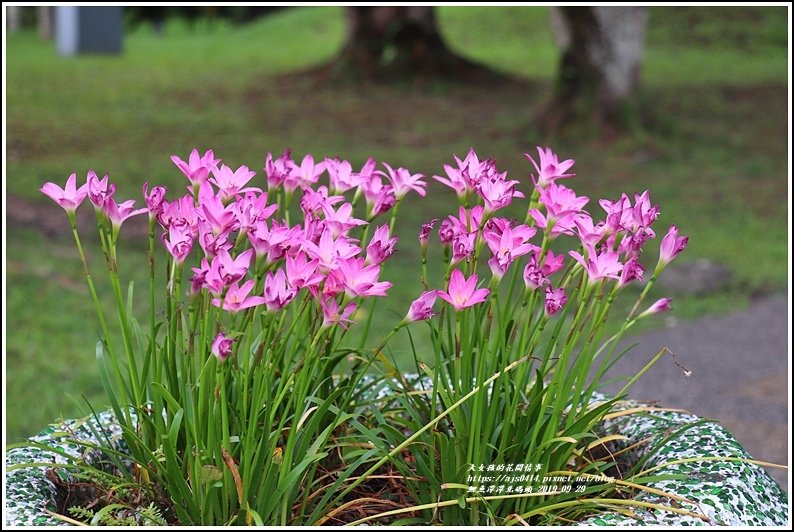 花蓮鯉魚潭潭北碼頭-2019-09-23.jpg
