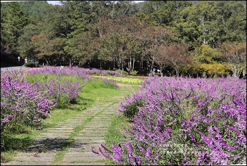 武陵農場墨西哥鼠尾草-2019-10-08.jpg