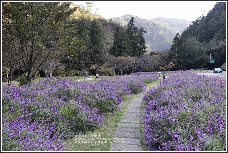 武陵農場墨西哥鼠尾草-2019-10-36.jpg