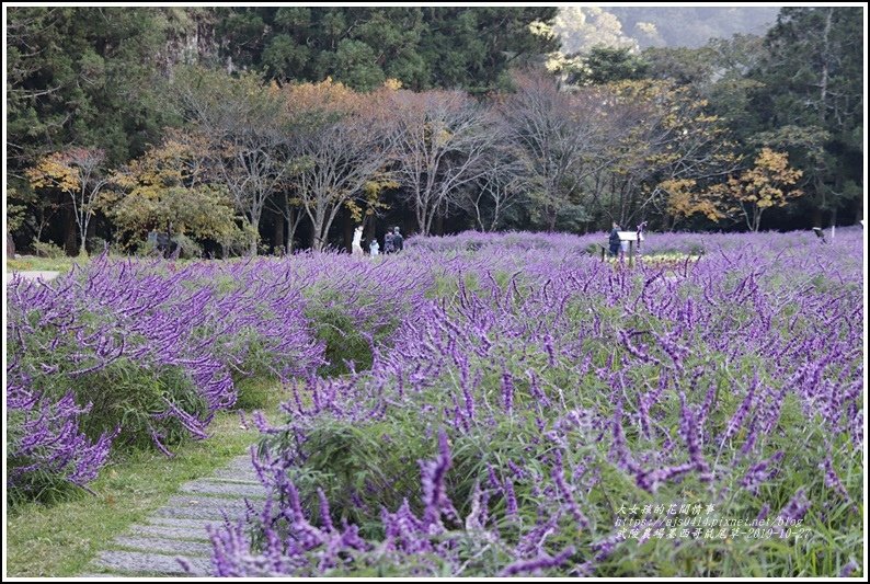 武陵農場墨西哥鼠尾草-2019-10-72.jpg