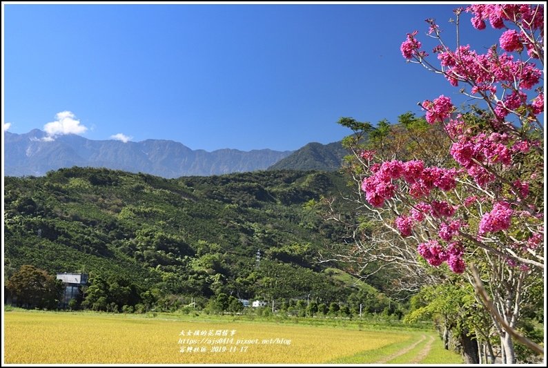 富興社區洋紅風鈴木-2019-11-04.jpg