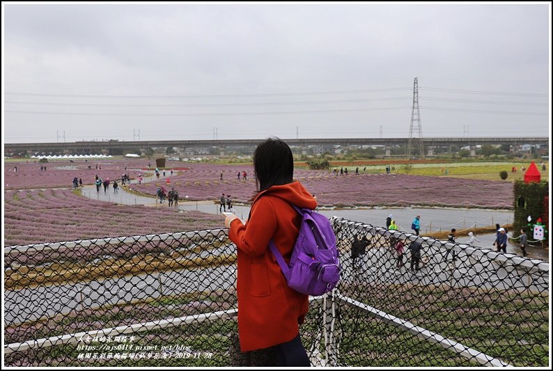 桃園花彩節梅楊場(仙草花海)-2019-11-27.jpg