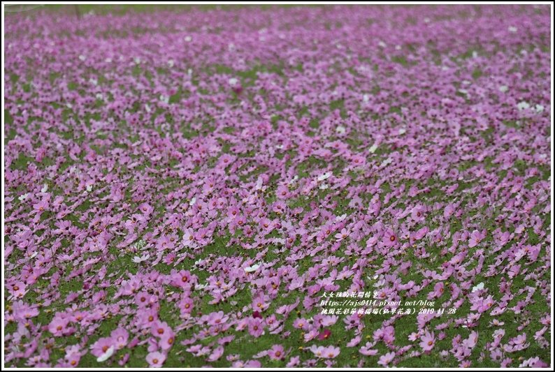 桃園花彩節梅楊場(仙草花海)-2019-11-80.jpg