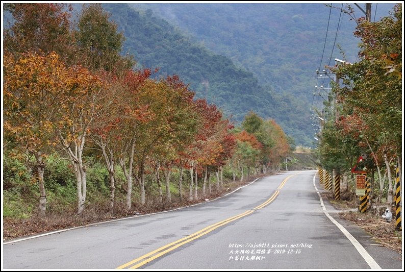 紅葉九鄰楓紅-2019-12-13.jpg