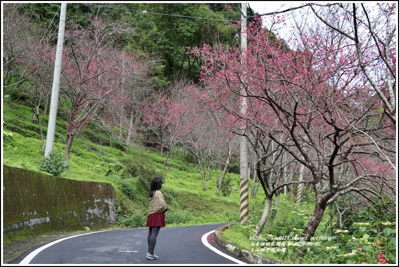 玉山神學院櫻花-2020-01-05.jpg