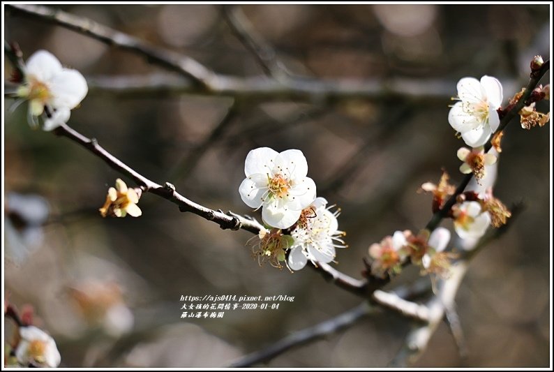 富里羅山瀑布梅園-2020-01-10.jpg