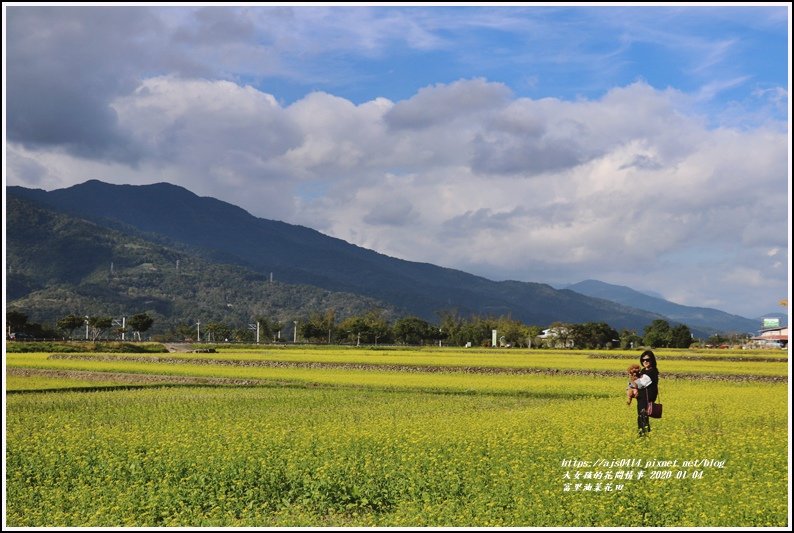 富里油菜花田-2020-01-09.jpg